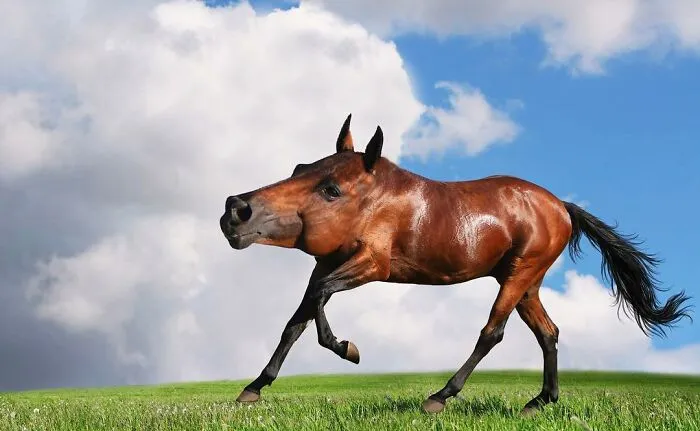 This Instagram Account Shows What Animals Would Look Like Without Necks (32 Pics)
