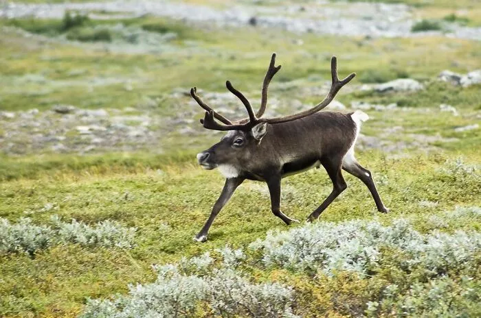 This Instagram Account Shows What Animals Would Look Like Without Necks (32 Pics)