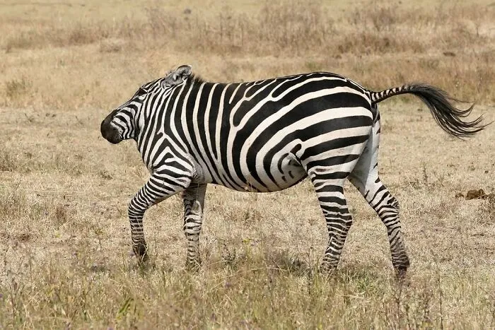 This Instagram Account Shows What Animals Would Look Like Without Necks (32 Pics)