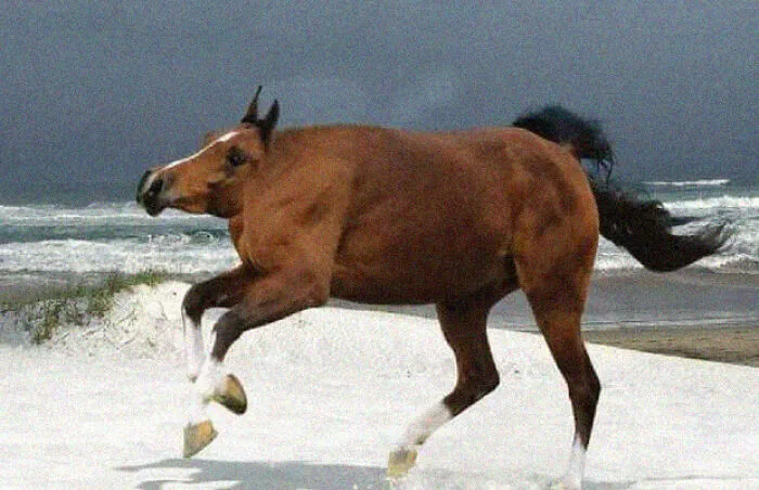This Instagram Account Shows What Animals Would Look Like Without Necks (32 Pics)