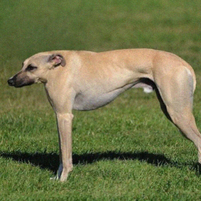 This Instagram Account Shows What Animals Would Look Like Without Necks (32 Pics)