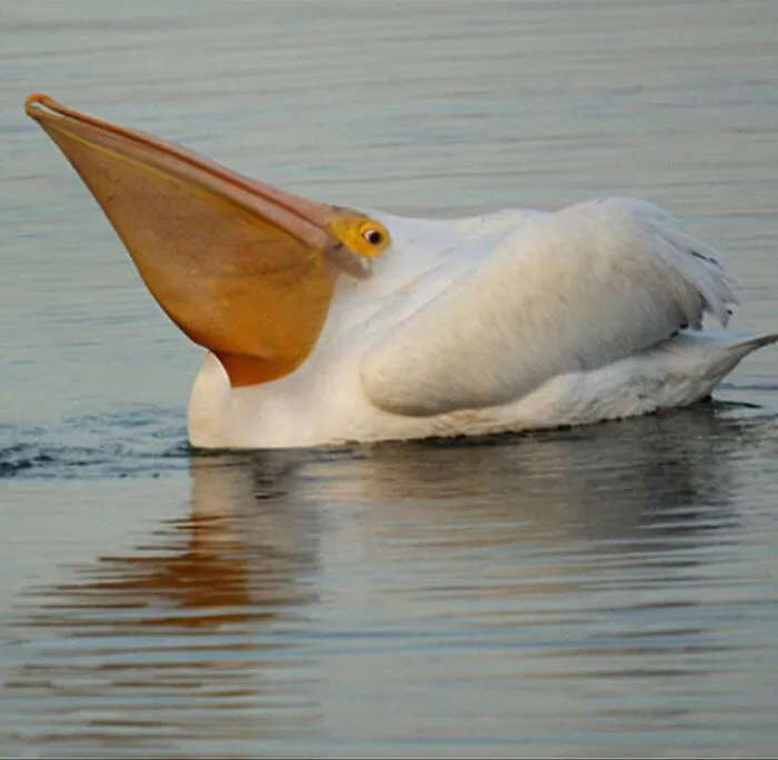 This Instagram Account Shows What Animals Would Look Like Without Necks (32 Pics)