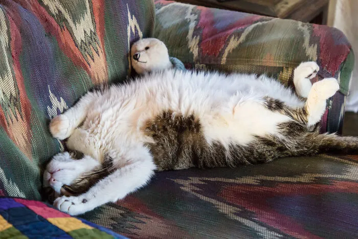 Sleeping With His Favorite Bear