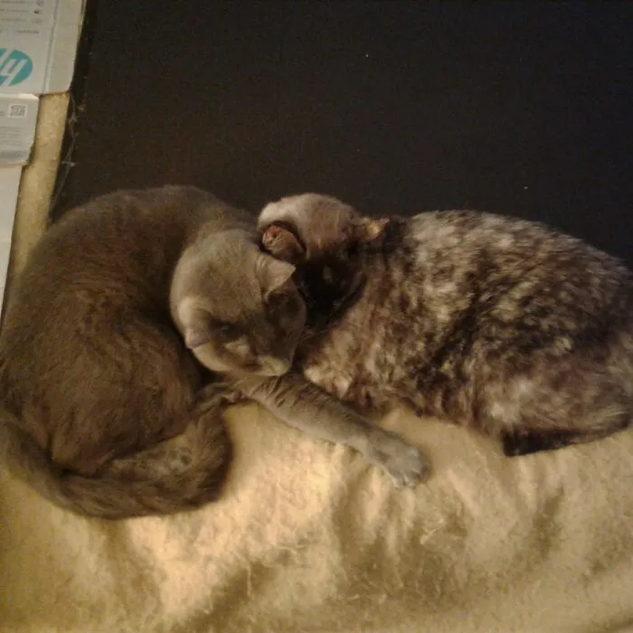Sleepy Sisters