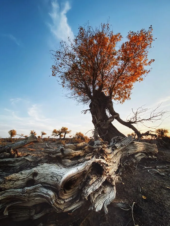 Photographer Of The Year Winner: Early Evening Poplar By Dan Liu