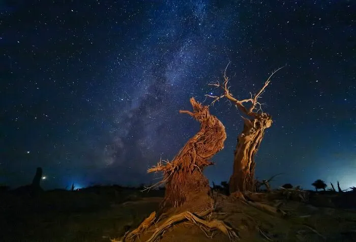 Photographer Of The Year Winner: Poplar Under The Sky By Dan Liu