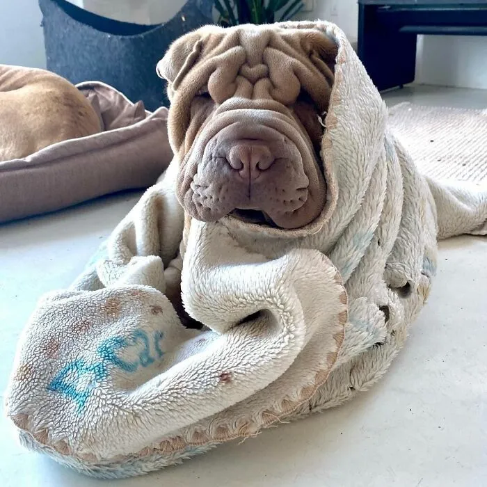 This Shar Pei Is Tricking People On The Internet Into Thinking He's A Scrunched-Up Blanket (53 Pics)