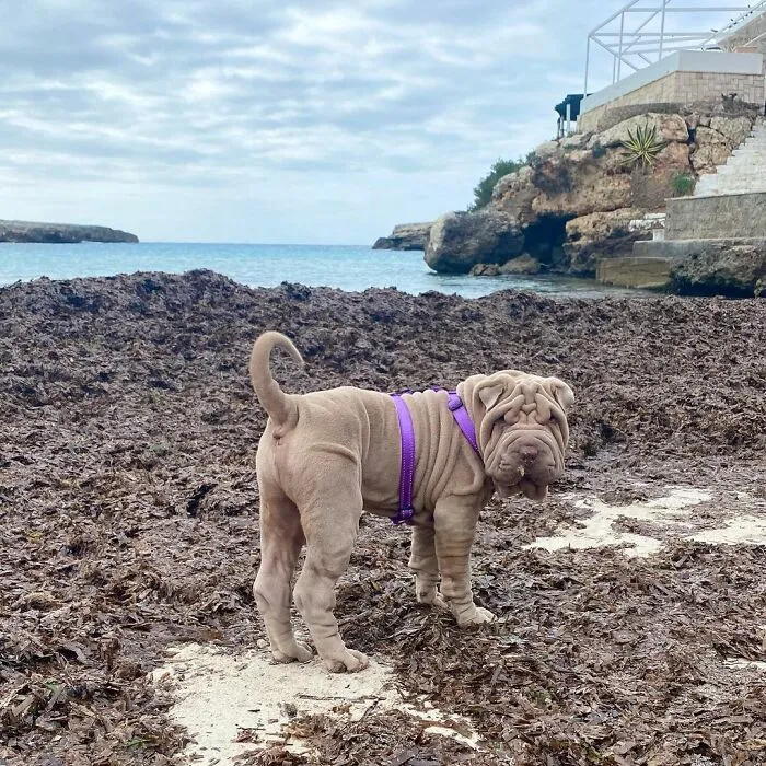 This Shar Pei Is Tricking People On The Internet Into Thinking He's A Scrunched-Up Blanket (53 Pics)