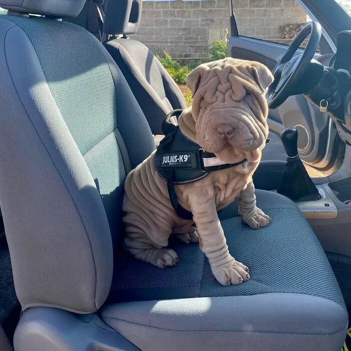 This Shar Pei Is Tricking People On The Internet Into Thinking He's A Scrunched-Up Blanket (53 Pics)
