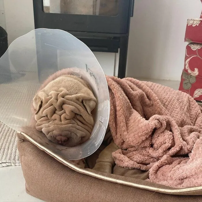 This Shar Pei Is Tricking People On The Internet Into Thinking He's A Scrunched-Up Blanket (53 Pics)