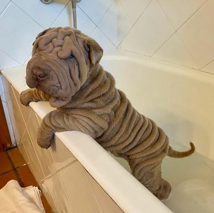 This Shar Pei Is Tricking People On The Internet Into Thinking He's A Scrunched-Up Blanket (53 Pics)