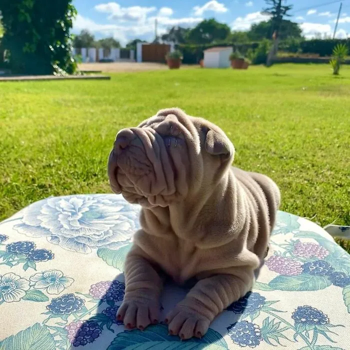 This Shar Pei Is Tricking People On The Internet Into Thinking He's A Scrunched-Up Blanket (53 Pics)