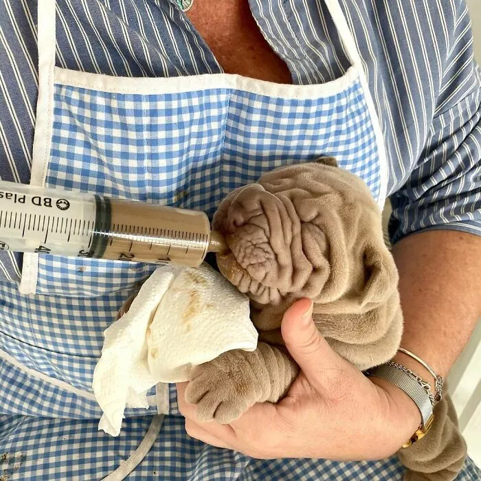 This Shar Pei Is Tricking People On The Internet Into Thinking He's A Scrunched-Up Blanket (53 Pics)
