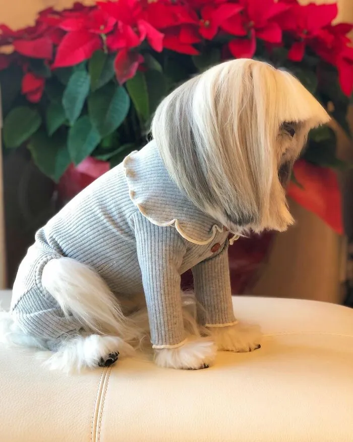 This Instagram-Famous Dog Fashionista Looks Like A Pop Star (47 Pics)