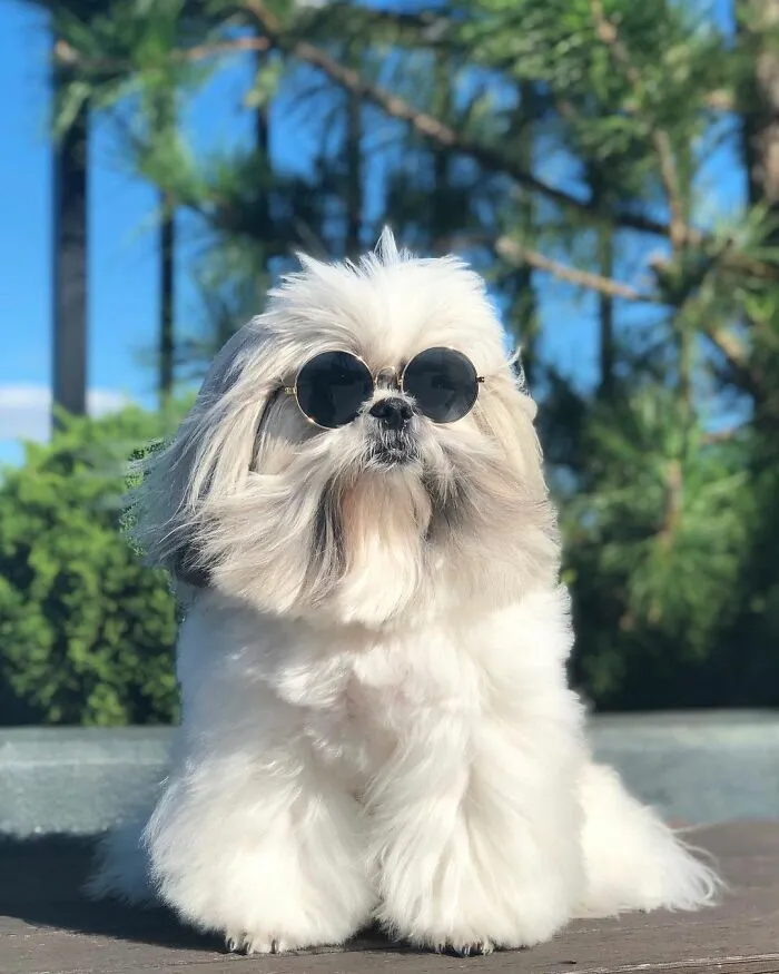 This Instagram-Famous Dog Fashionista Looks Like A Pop Star (47 Pics)