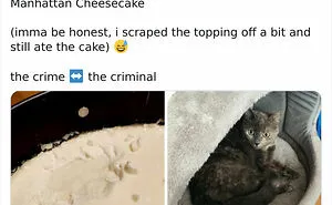 19 Crimes And Criminals Caught By Their Owners, As Shared In This Twitter Thread