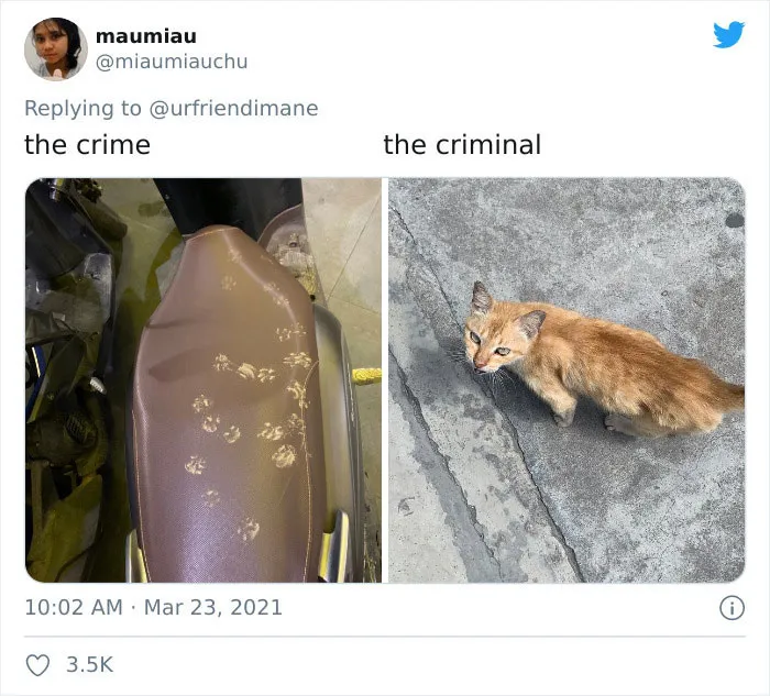 19 Crimes And Criminals Caught By Their Owners, As Shared In This Twitter Thread