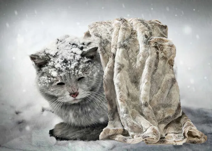 Here's A Little Blanky, Kitty