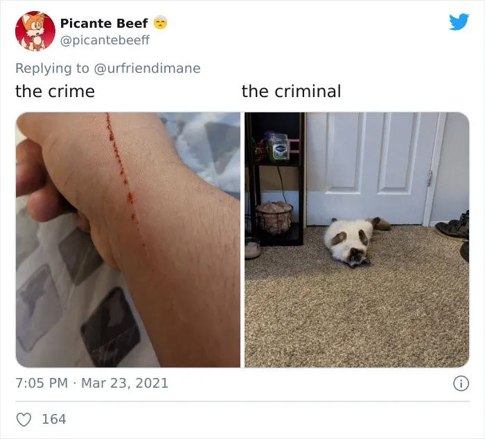 19 Crimes And Criminals Caught By Their Owners, As Shared In This Twitter Thread