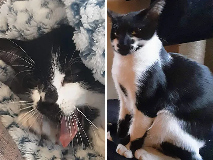 Lol  A Summary Of My Cats