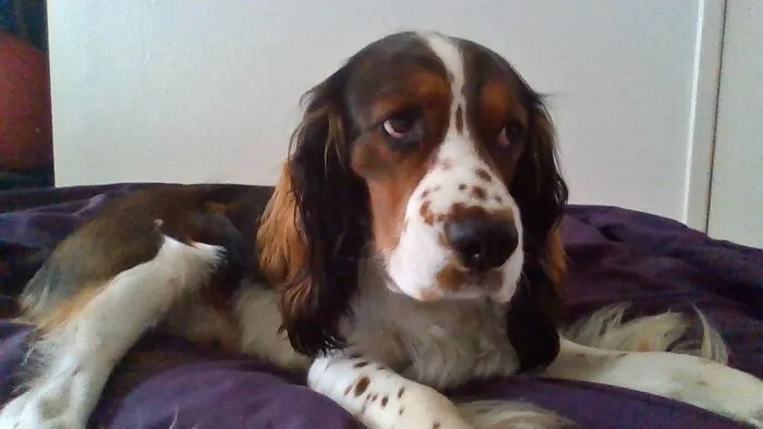My Beautiful English Springer Spaniel Named Daniel