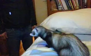 Hey Pandas, Share The Funniest Picture Of Your Pet