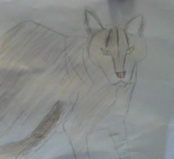 African Golden Cat