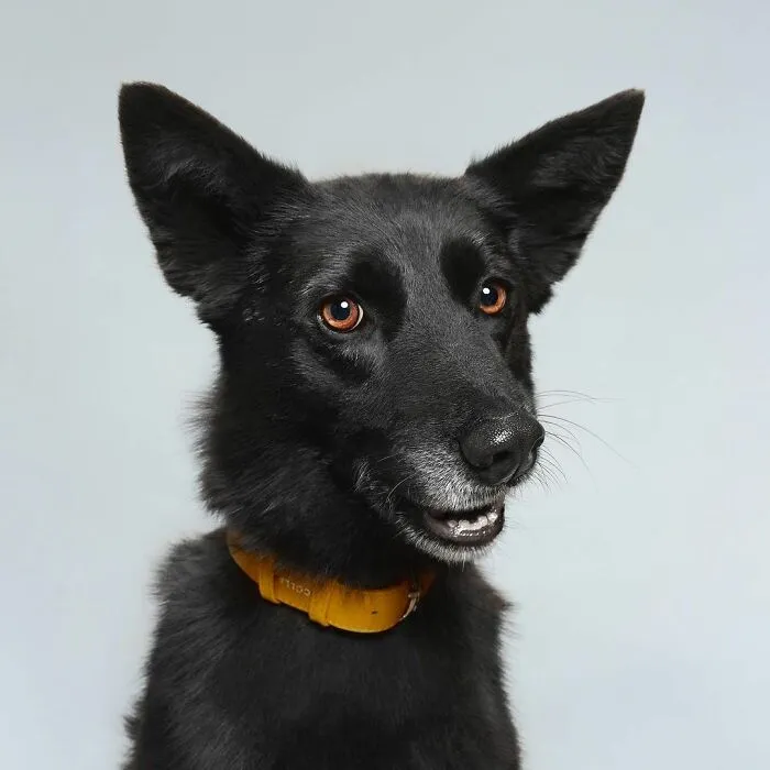 We Explore The Uniqueness Of Different Dog Breeds And Their Beautiful Personalities (30 New Pics)