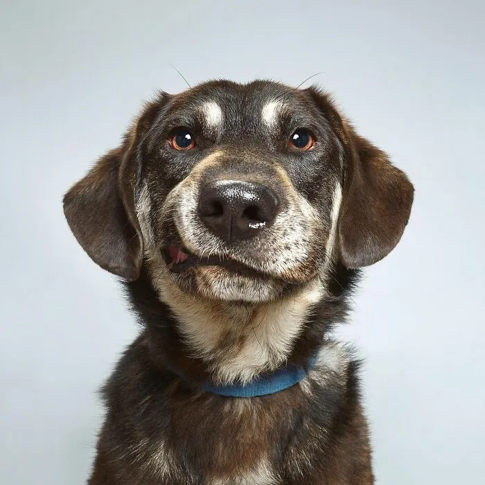 We Explore The Uniqueness Of Different Dog Breeds And Their Beautiful Personalities (30 New Pics)