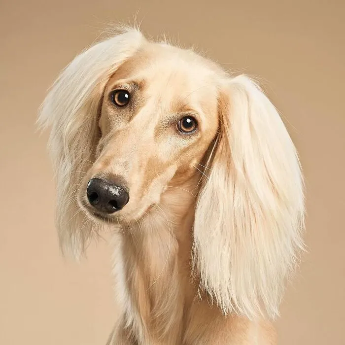 A Gentle Portrait Of Rodion, The Saluki