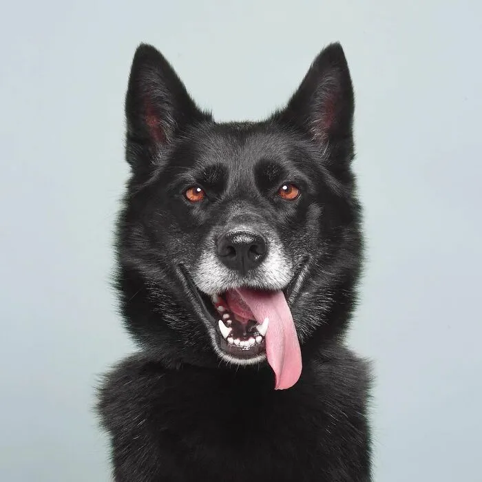 We Explore The Uniqueness Of Different Dog Breeds And Their Beautiful Personalities (30 New Pics)