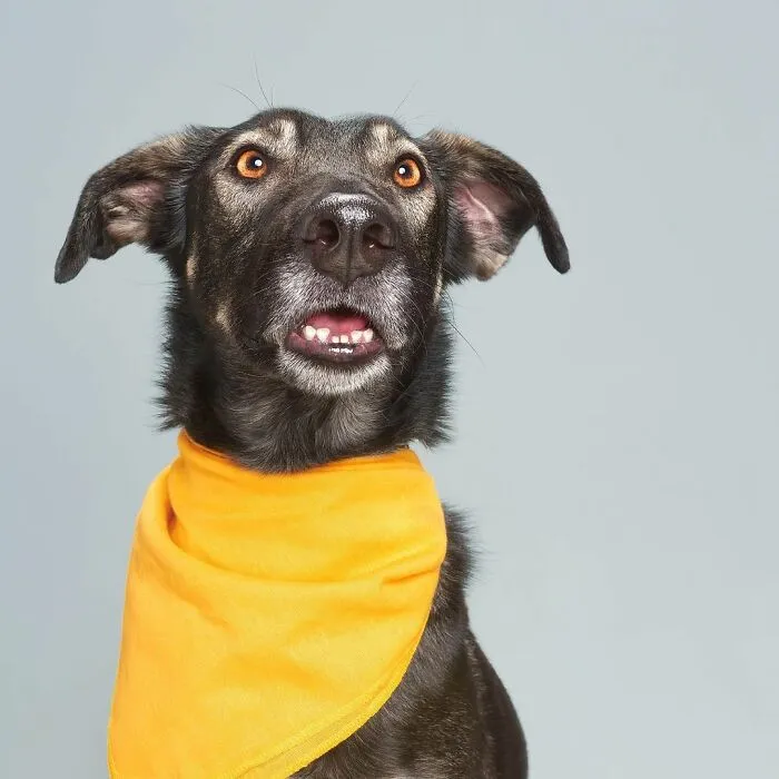 We Explore The Uniqueness Of Different Dog Breeds And Their Beautiful Personalities (30 New Pics)