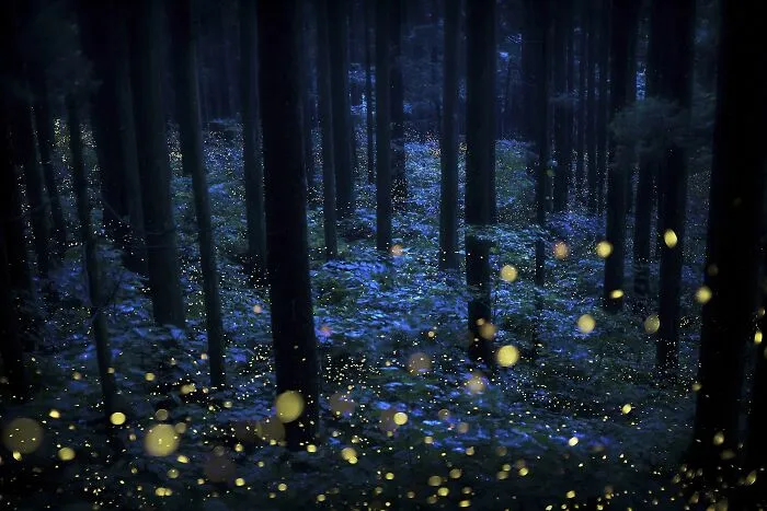 Summer Fairies