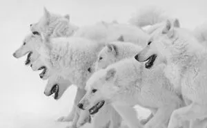 30 Of The Best Nature Photos From The Tokyo International Foto Awards