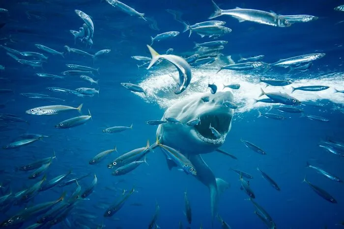 Great White