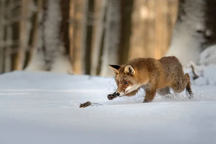 Little Red Hunter