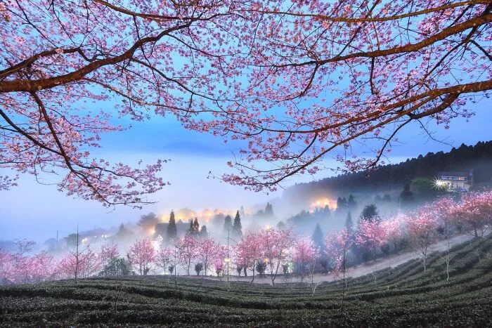 Cherry Blossoms