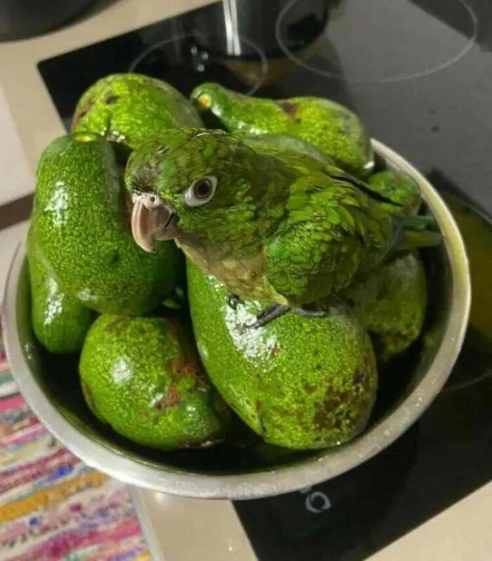 ¿Cuántos aguacates veis?