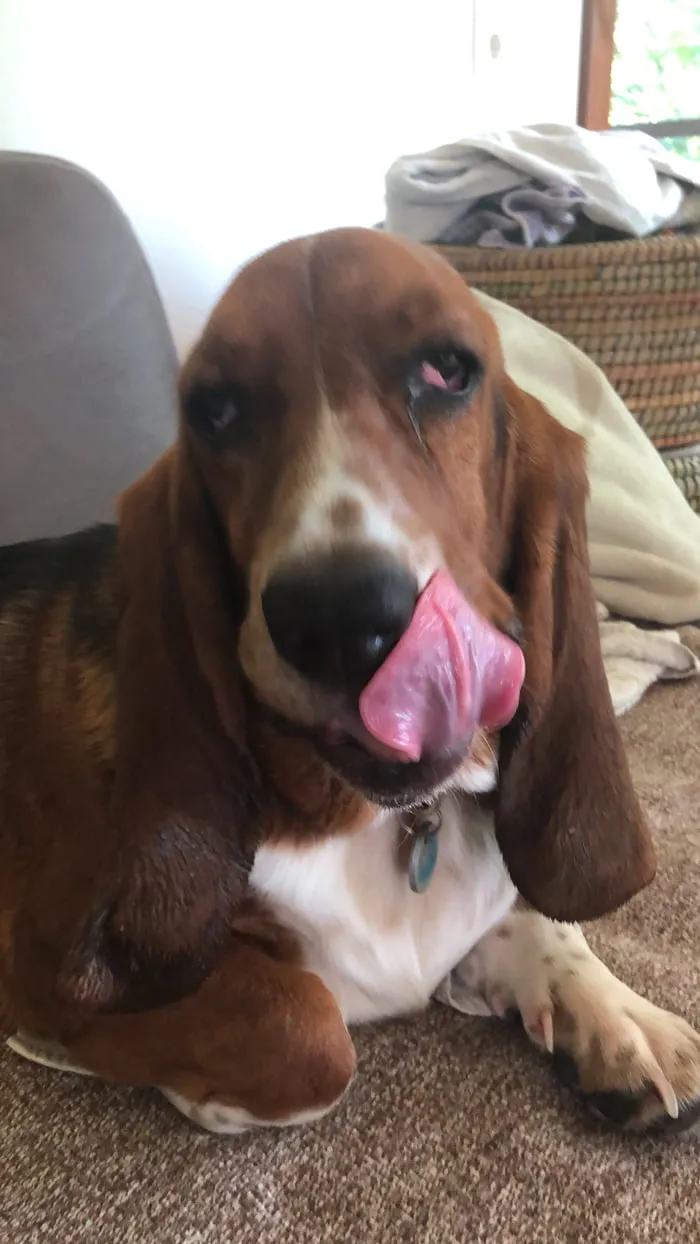 Meet Freya 🤣