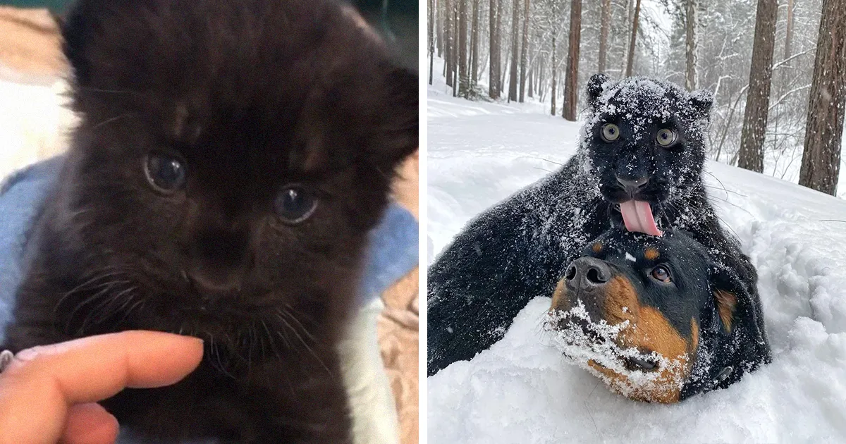 Esta pantera abandonada por su madre se ha criado con una humana y un rottweiler