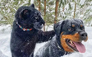 Meet Luna The Pantera: Perhaps The Fiercest Rescue Ever
