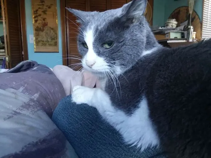 My Cat After I Cleaned Her Dirty, Infected Paws