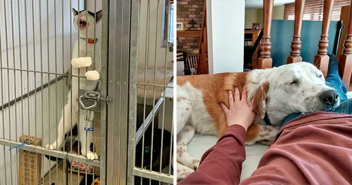 40 Most Wholesome Rescue Pet Photos Of The Month (March Edition)