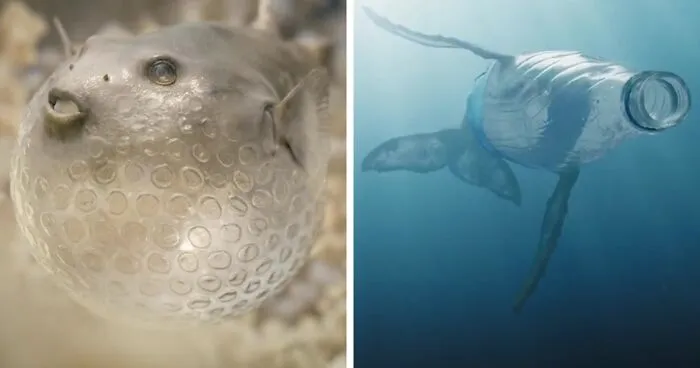 This Heartbreaking Animated Short Shows Plastic Waste Transforming Into Ocean Life