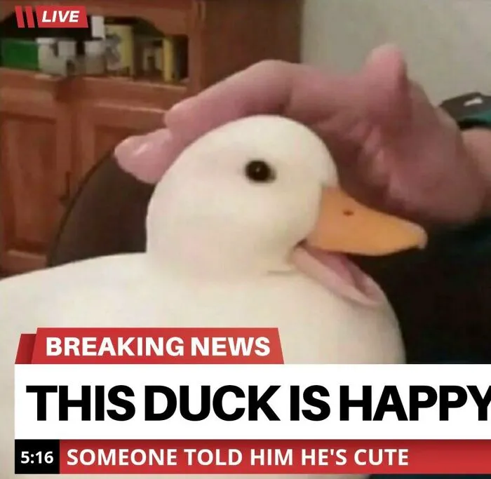 50 Wholesome Memes As Shared By This Page To Brighten Up Your Day