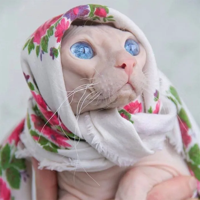 This Online Group Is Dedicated To Adorable Cat Babushkas (30 Pics)