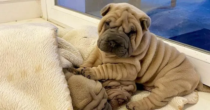 This Shar Pei Is Tricking People On The Internet Into Thinking He's A Scrunched-Up Blanket (53 Pics)