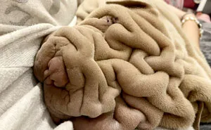 This Shar Pei Is Tricking People On The Internet Into Thinking He's A Scrunched-Up Blanket (53 Pics)