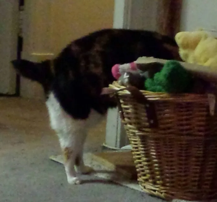 So Many Toys...