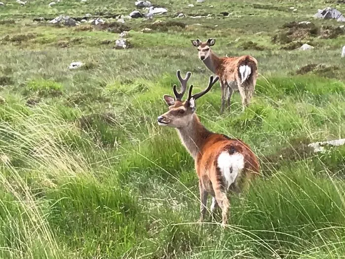 Wicklow, Ireland Smiing Deer